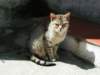 italiancat2_small.jpg