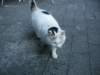 italiancatgreetsme_small.jpg