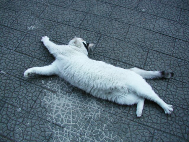 italiancatlikesme.jpg