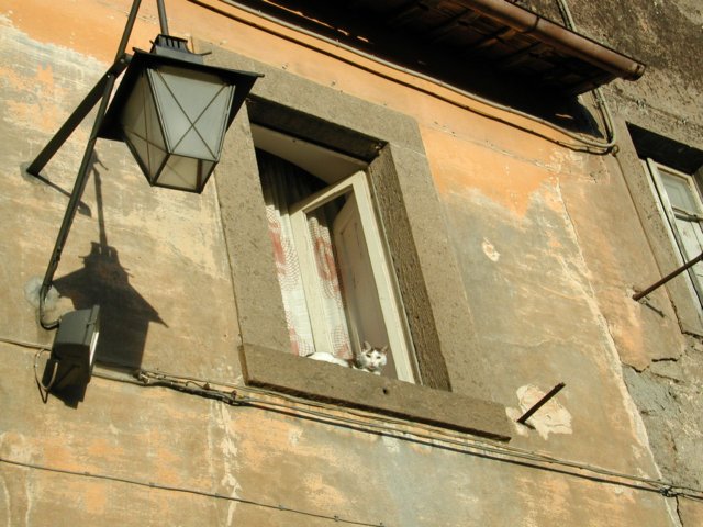 italiancatonwindowsill.jpg
