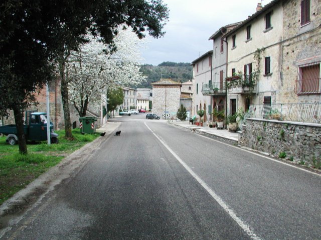 italiancats.jpg