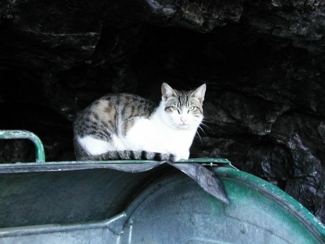 italiandumpstercat.jpg
