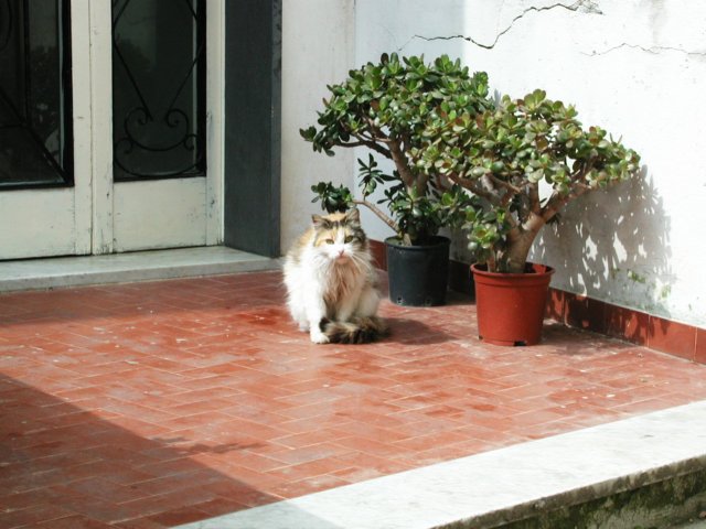 italianfluffycat.jpg