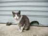 italianguardcat_small.jpg