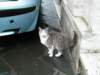 italianhungrycat_small.jpg