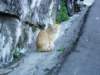 italianoneeyedcat_small.jpg