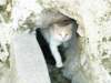 italianscaredycat_small.jpg