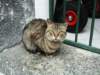 italiantabbycat_small.jpg