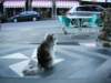 minoriitalycatandherbuddy_small.jpg