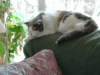 nellasleeping_small.jpg