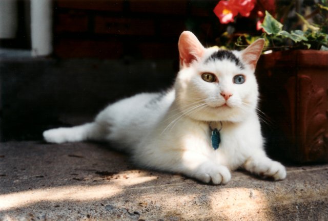 shrubsourcat.jpg