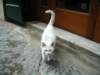 whiteitaliancat_small.jpg