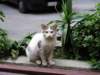 worrieditaliancat_small.jpg