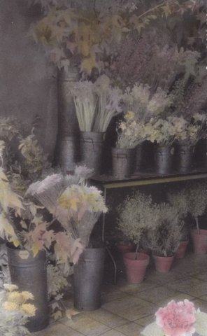 flowerstoremarinadistrictsanfrancisco.jpg
