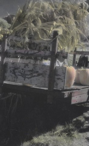harvesttimefolsomcalifornia.jpg