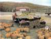 harvesttimewillistonvermont_small.jpg