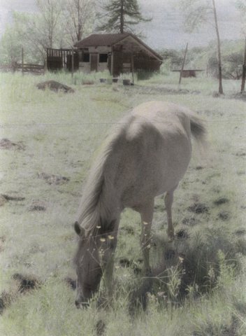 ponyondeerislemaine.jpg