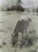 ponyondeerislemaine_small.jpg