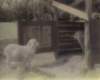sheepondeerislemaine_small.jpg