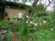 acidantherusinfrontgarden_small.jpg