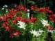 anotherviewofmyasiaticlillies_small.jpg