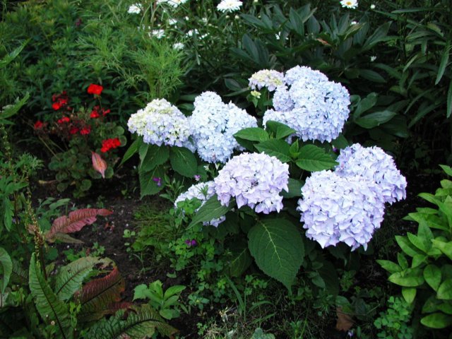 bluehydrangea.jpg