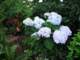 bluehydrangea_small.jpg