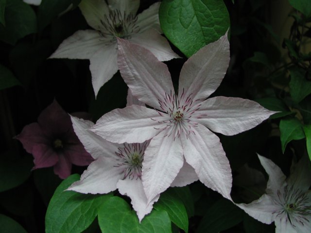 clematis.jpg