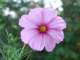 cosmos_small.jpg