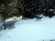 deeroutback020204_small.jpg