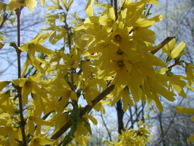 forsythiacloseup.jpg