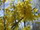 forsythiacloseup2_small.jpg