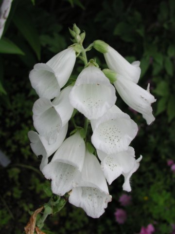 foxglove.jpg