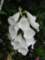 foxglove_small.jpg