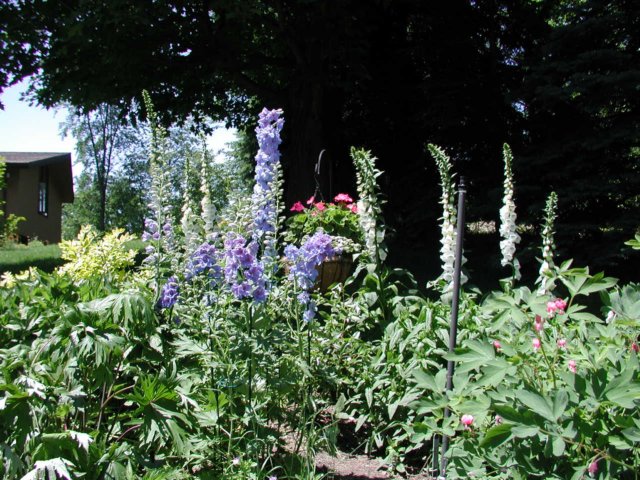 frontgardenbyourdriveway.jpg