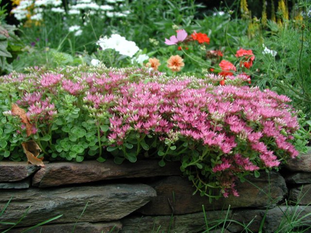 gardenfloxonfrontwallgarden.jpg