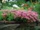 gardenfloxonfrontwallgarden_small.jpg