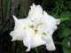 japanesewateriris_small.jpg