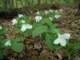 largefloweredwhitetrilliumsinourwoodstrilliumgrandiflorum_small.jpg
