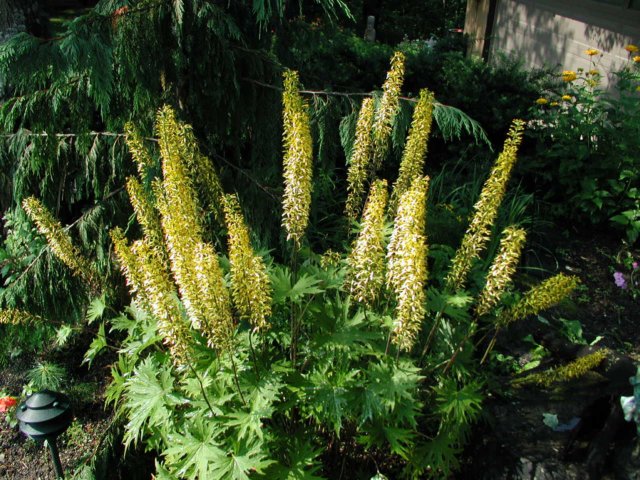 ligulariainfrontgarden.jpg
