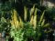 ligulariainfrontgarden_small.jpg