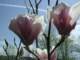 magnoliacloseup_small.jpg