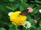 monarchonmyzinnia_small.jpg