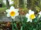 narcissusinfrontofouroldcedarfence_small.jpg