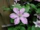 nellymoserclematis_small.jpg