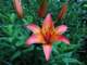 oneofmyasiaticlillies_small.jpg