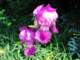 oneofmybeardediris_small.jpg