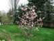 ourmagnoliainbloom_small.jpg