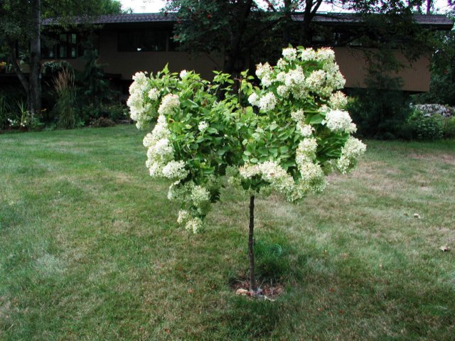 ourpghydrangeatree.jpg