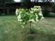 ourpghydrangeatree_small.jpg